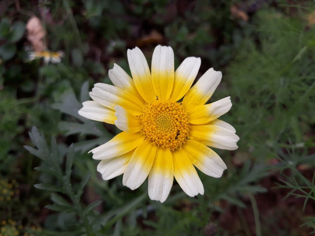 White daisy with a yellow center blooms amidst blurred green garden leaves in a high-detail vertical macro shot.