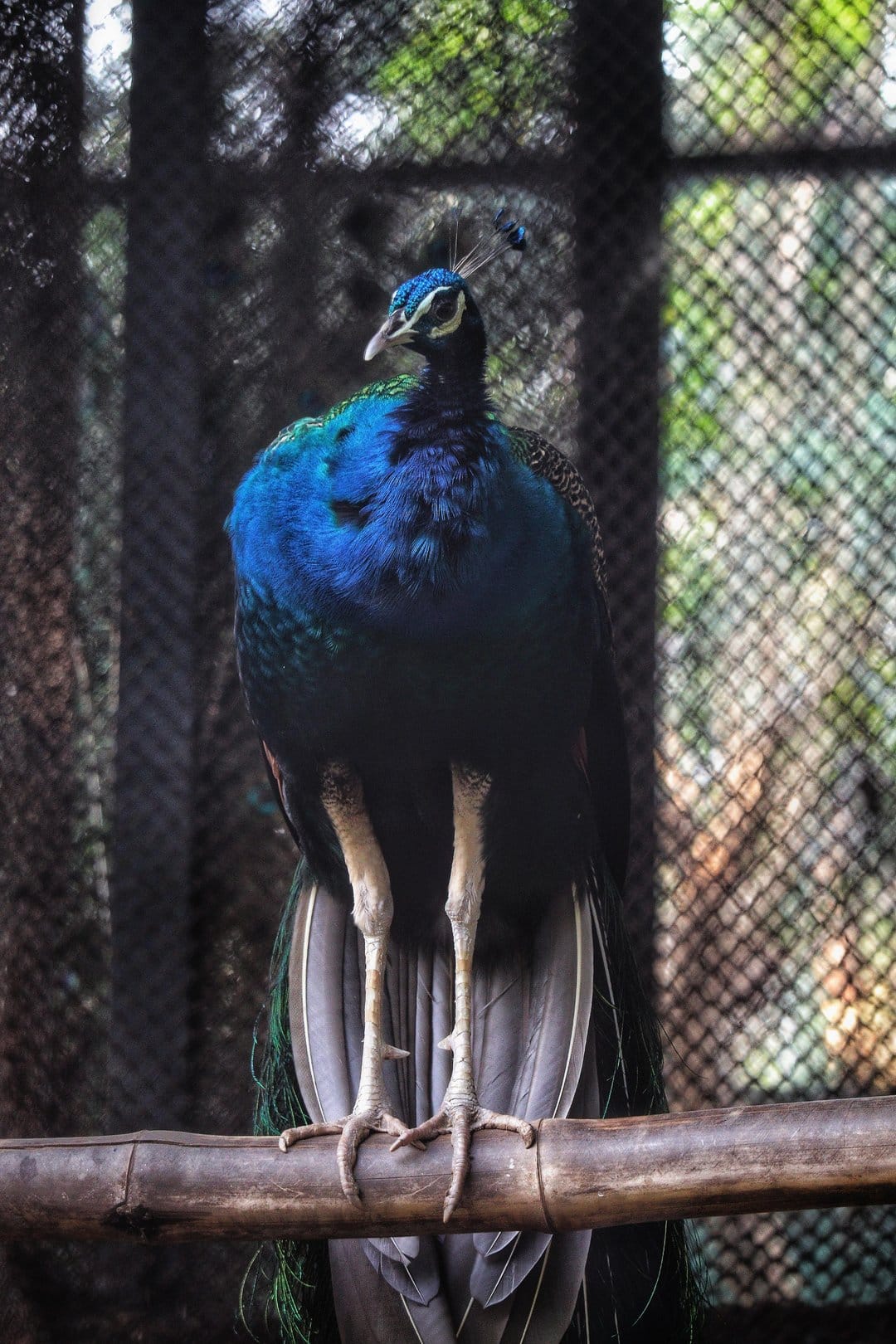 Peacock with iridescent blue and green feathers perches on a wooden branch within a blurred aviary background.