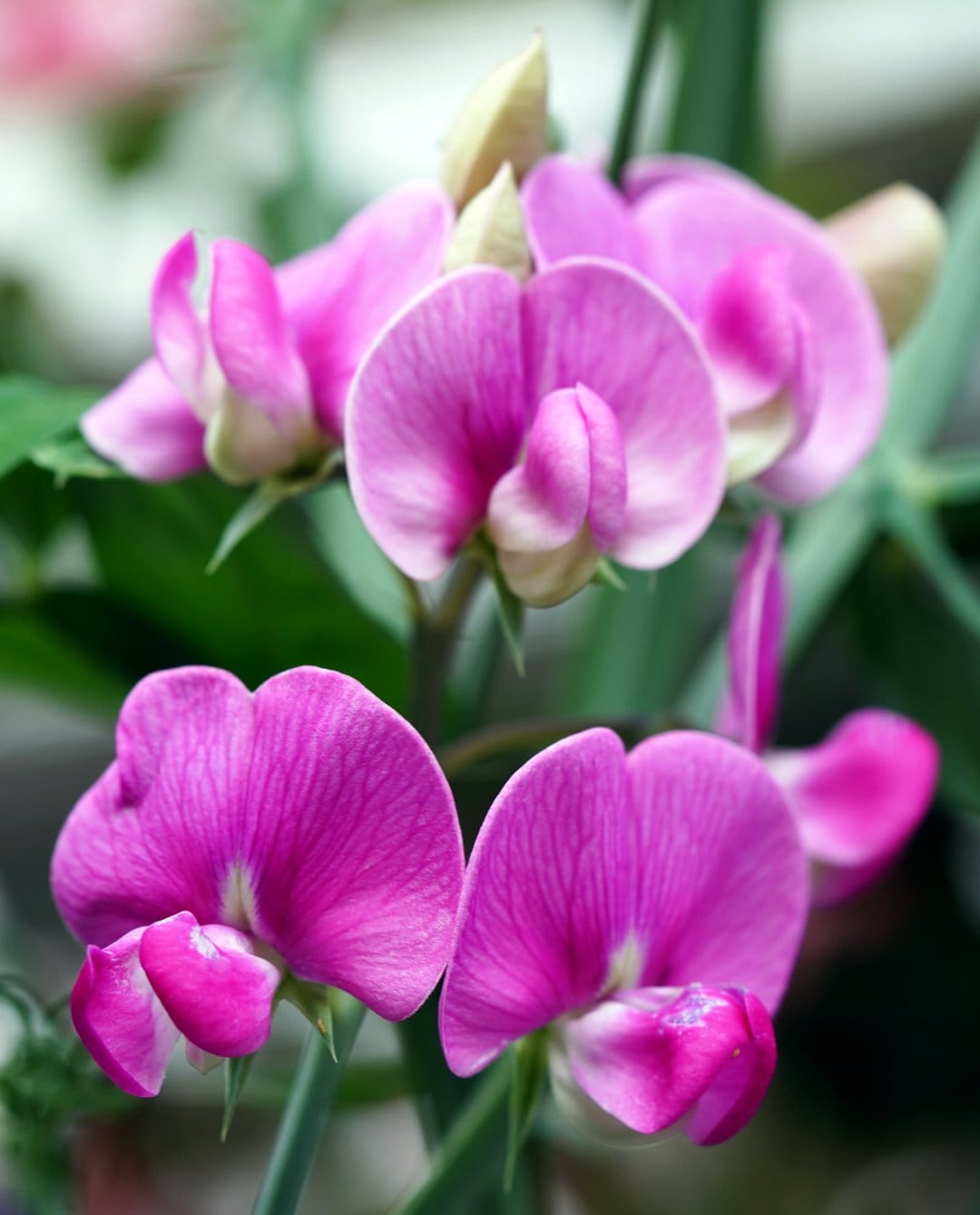 Pink sweet pea flowers with ruffled petals and lilac buds stand against a blurred soft green garden background.