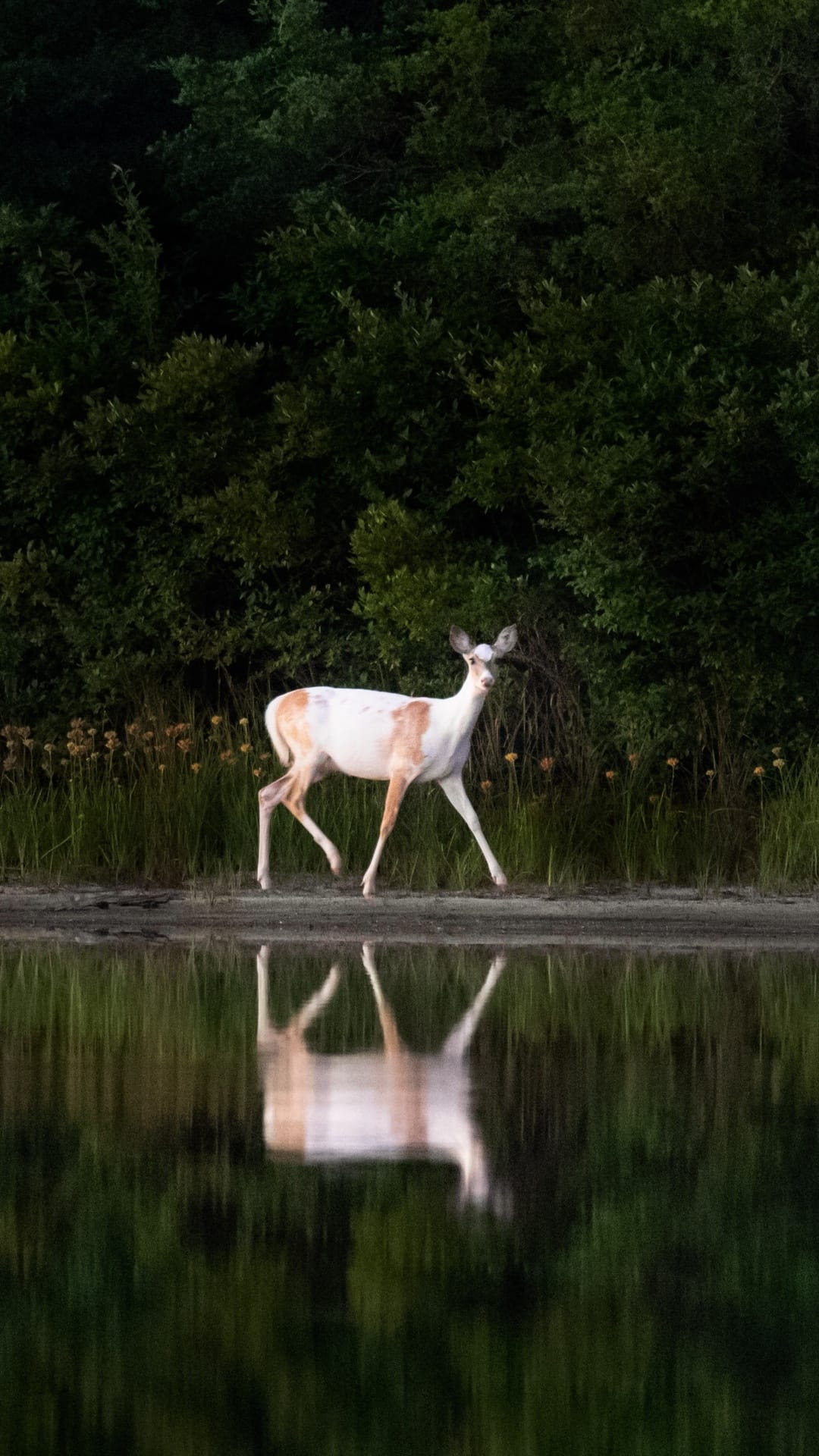 Piebald white-tailed deer with a brown and white coat stands by a lake with a clear vertical water reflection.
