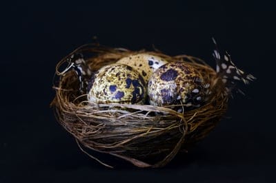 nest,4k wallpaper,bird nest,hd wallpaper,quail egg,free wallpaper,windows wallpaper,beautiful wallpaper,speckled,feathers,laptop wallpaper,cool backgrounds,easter,background,4k wallpaper,nature,food,desktop backgrounds,egg,full hd wallpaper