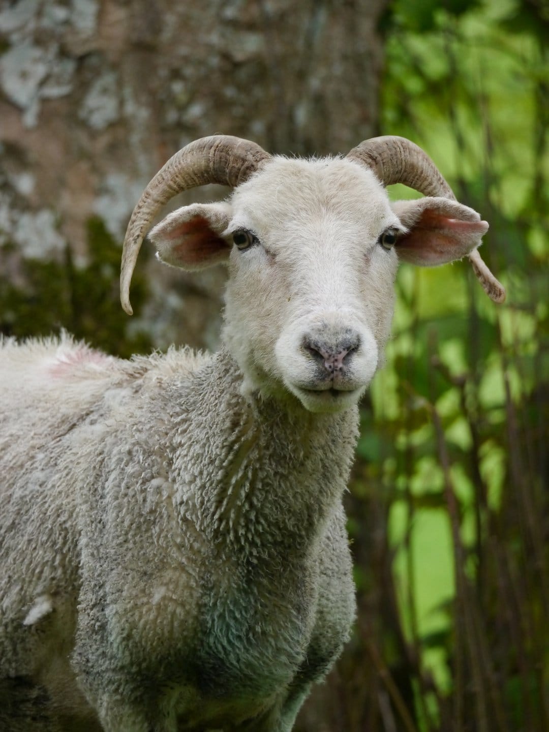 White ram with large curved horns and dark eyes stands before a blurred background of green leaves and a tree.