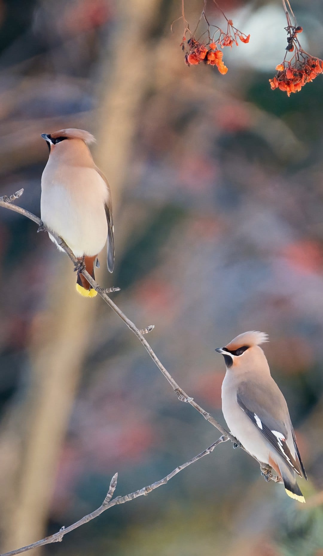 Two Bohemian Waxwings with pointed crests perch on thin branches among clusters of bright orange winter berries.