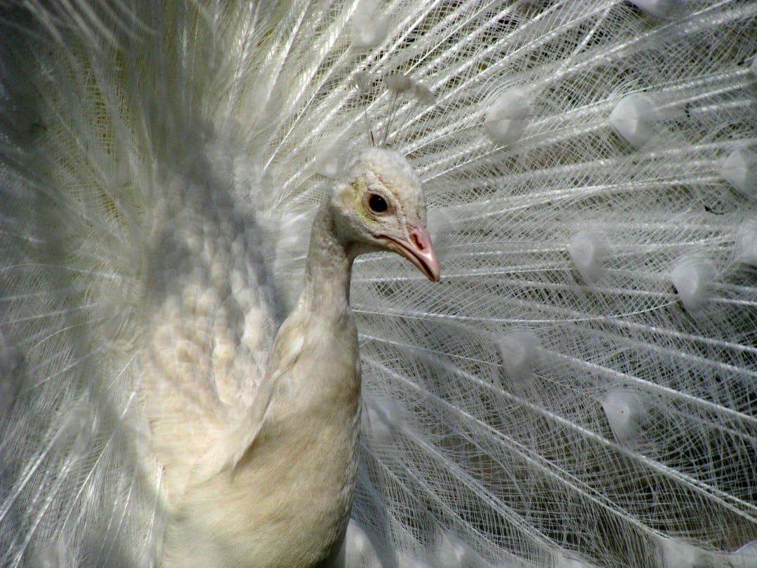 White peacock displays its fanned circular tail feathers with intricate lace patterns and a slender upright neck.