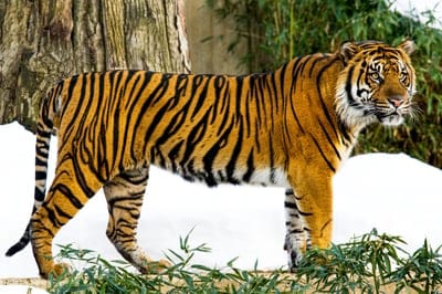 tiger wallpaper,wildlife,wild tiger wallpaper,tiger,forest