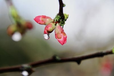Pink flower buds on a thorny branch hold a large water droplet against a soft green blurred background.