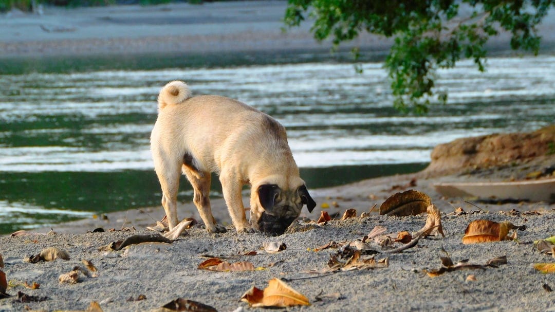Fawn pug sniffing a sandy riverbank covered in fallen leaves under a green tree branch with rippling water.