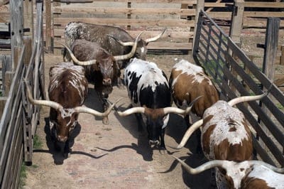 Yak wallpaper,Yak,Yak background,Yak desktop wallpaper