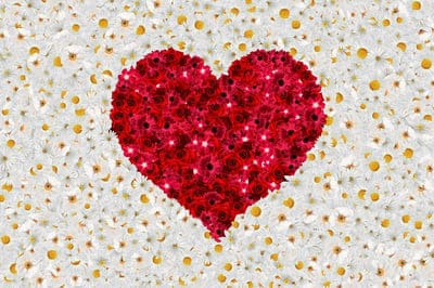 heart,wallpaper 4k,full hd wallpaper,beautiful flowers,flower,beautiful,white,cool backgrounds,spring,windows wallpaper,laptop wallpaper,red,free background,plants,texture,hd wallpaper,beautiful wallpaper,free wallpaper,mac wallpaper,flower wallpaper