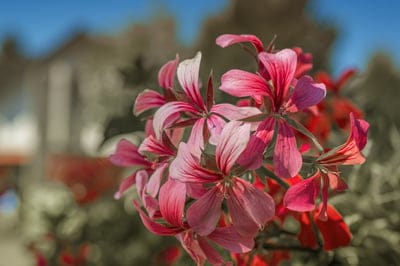 Pink geranium petals with dark red veins bloom against a blurred blue sky and green foliage in sharp macro detail.