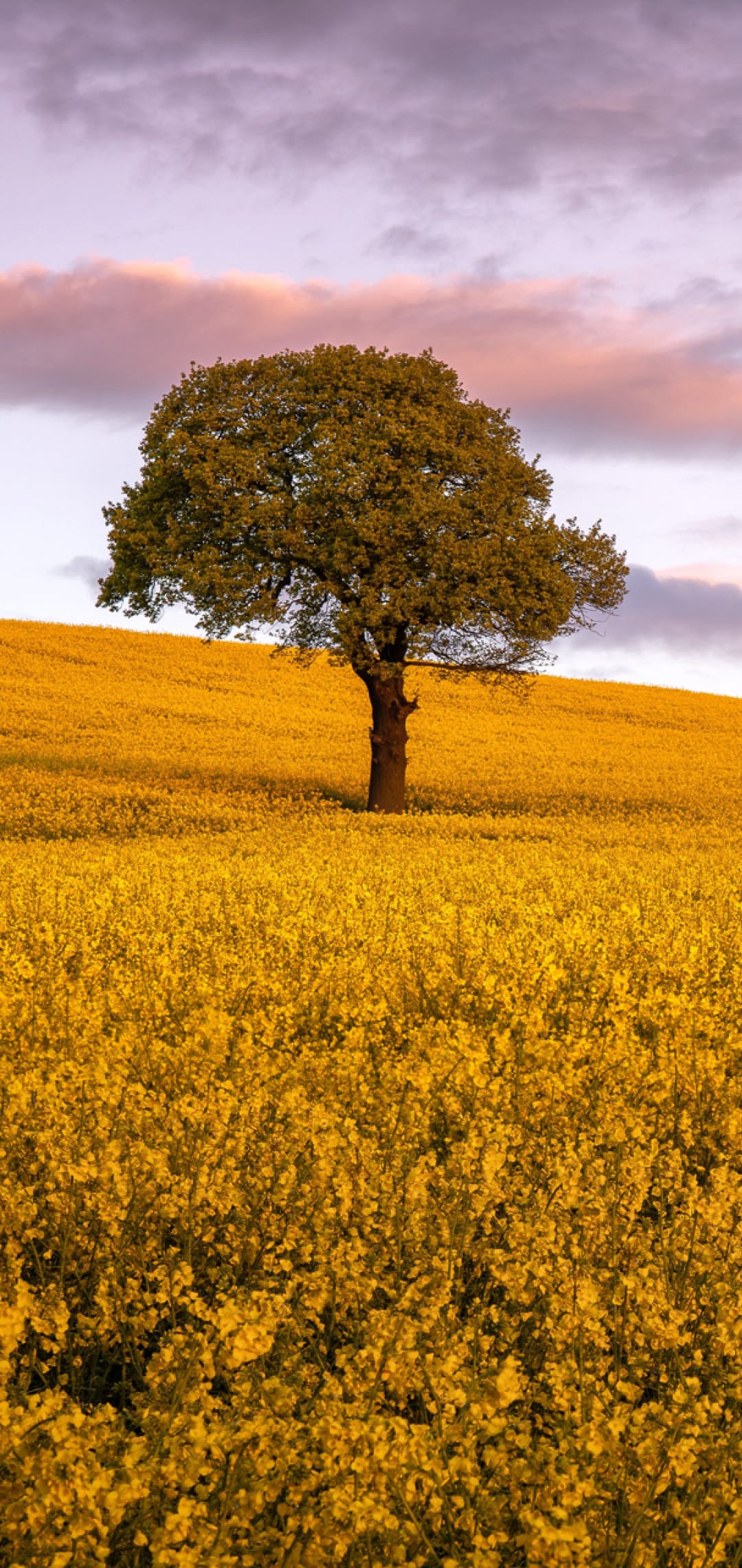 Lone green tree stands in a blooming yellow canola field under a soft purple and pink sunrise sky on rolling hills.