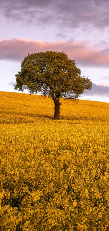 Canola, field, nature, vibrant, yellow, green, peaceful, serene, tranquil, beautiful, outdoor, sky, clouds, colorful, rural, landscape, tree, bloom, countryside, idyllic