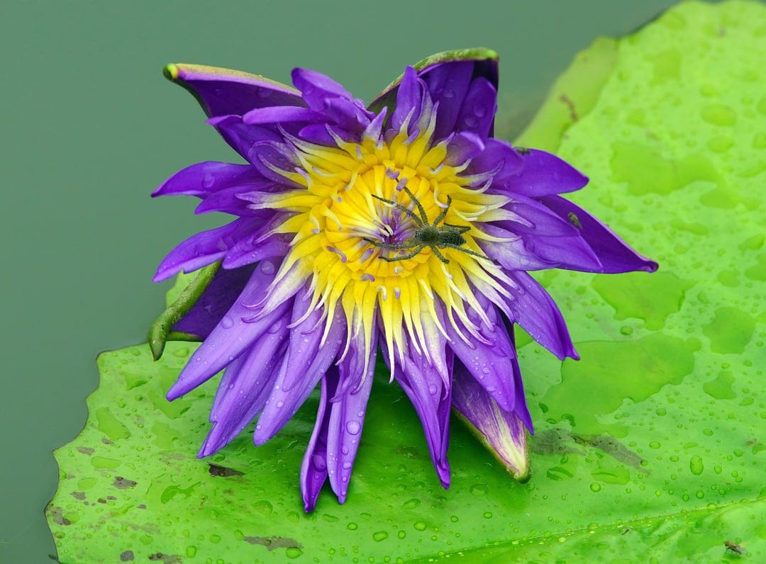 Purple water lily with a small green spider and clear raindrops on petals against a soft green pond background.