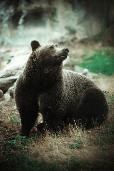 Bear wallpaper,Bear,animal wallpaper,wildlife,forest wallpaper