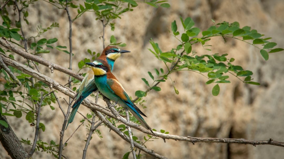 Two European Bee-eaters with colorful plumage perch together on a thin branch against a blurred green background.