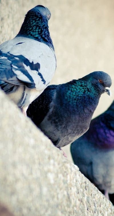 pigeons,bird,color