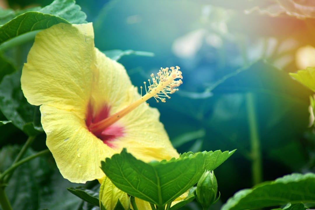 Yellow hibiscus flower with a pink center and long stamen stands out against a blurred green leaf background.