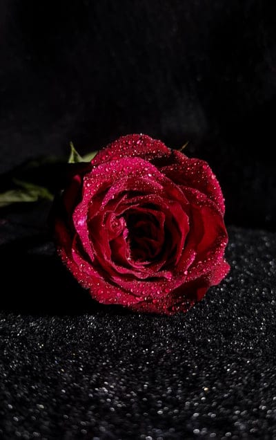 rose,beautiful flowers,lock screen wallpaper,flower,red,dark,rose flower,mobile wallpaper,floral background,ipad wallpaper,rose wallpaper,beautiful wallpaper,wallpaper,phone wallpaper,flower wallpaper,flower background,water,water droplets,shine,mobile wa