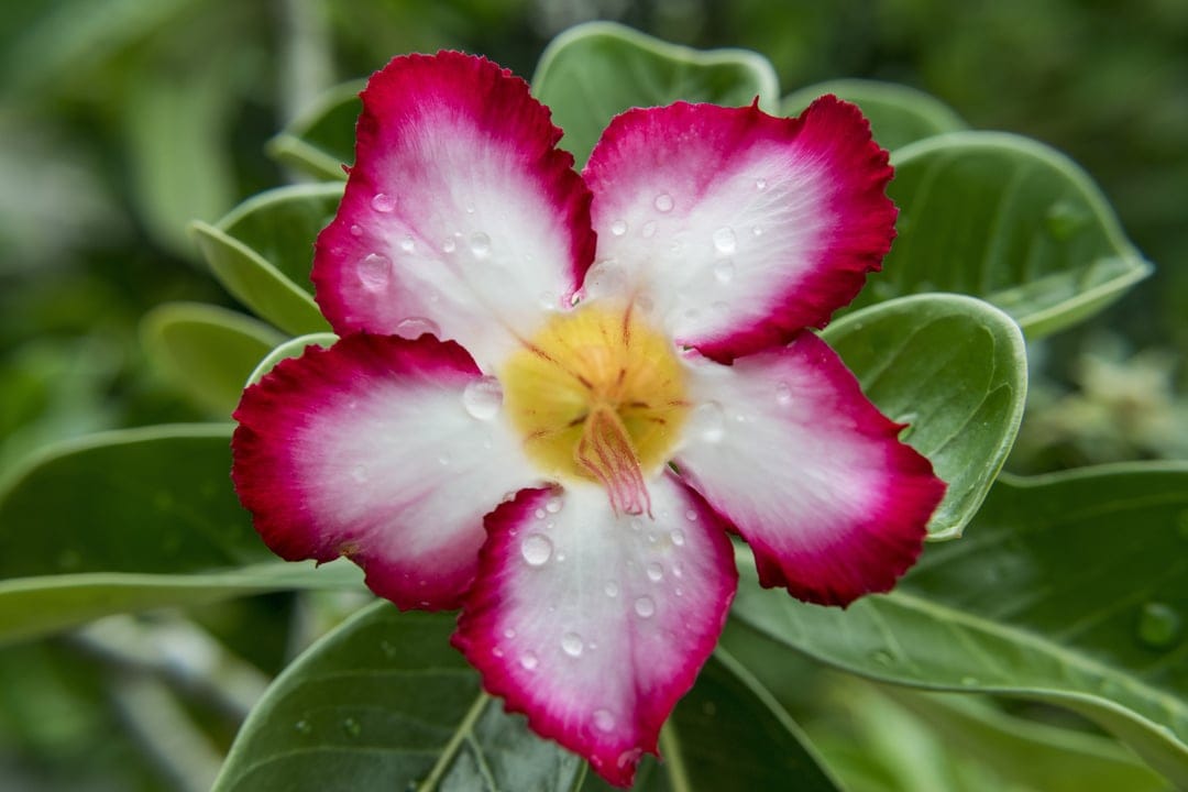 Fuchsia and white Adenium obesum flower petals covered in tiny water droplets against green leaves.