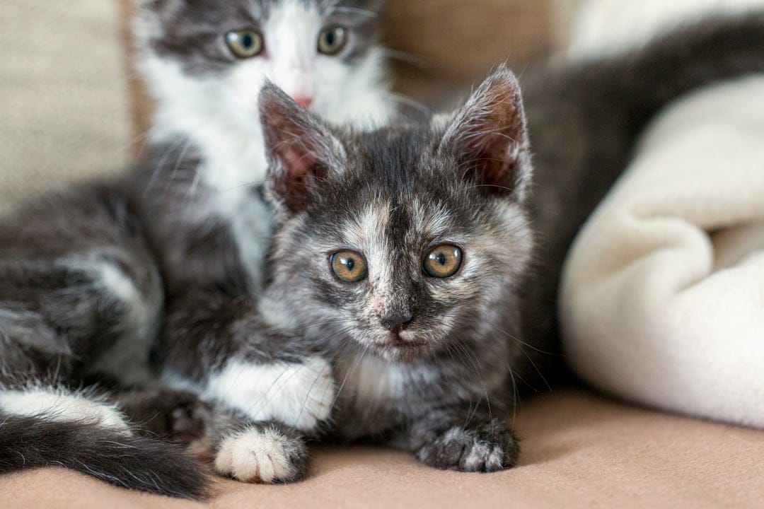 Tortoiseshell kitten with wide eyes peeks out next to a grey tabby friend on a fluffy white sheepskin blanket.