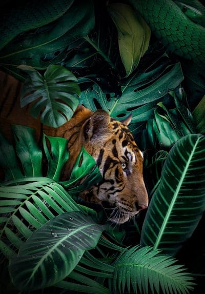 tiger,big cat,predator,,jungle,wildlife