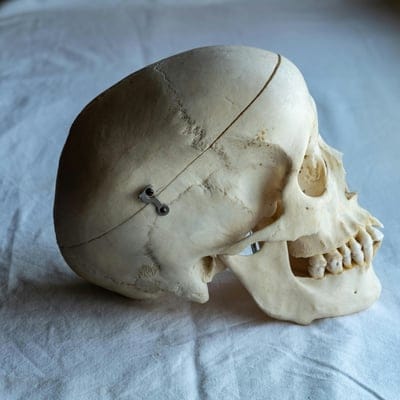 Skull,Skull  wallpaper,Skull  desktop wallpaper,Skull  background