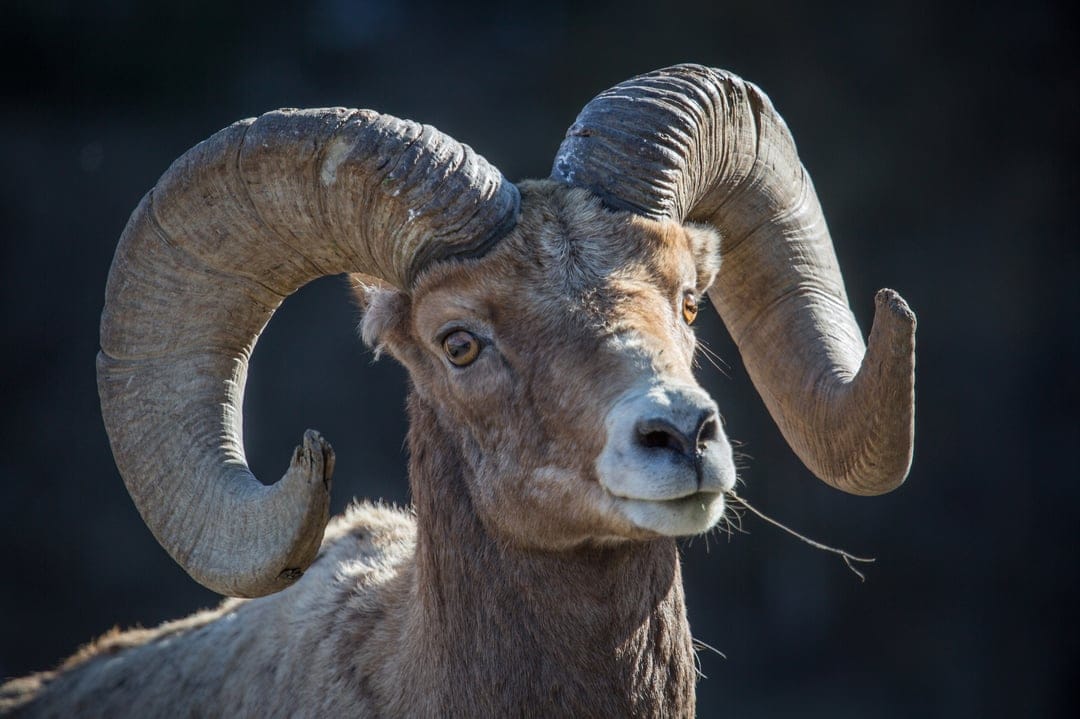 Bighorn sheep ram with thick curved horns and textured tan fur gazes forward against a dark blurred background.