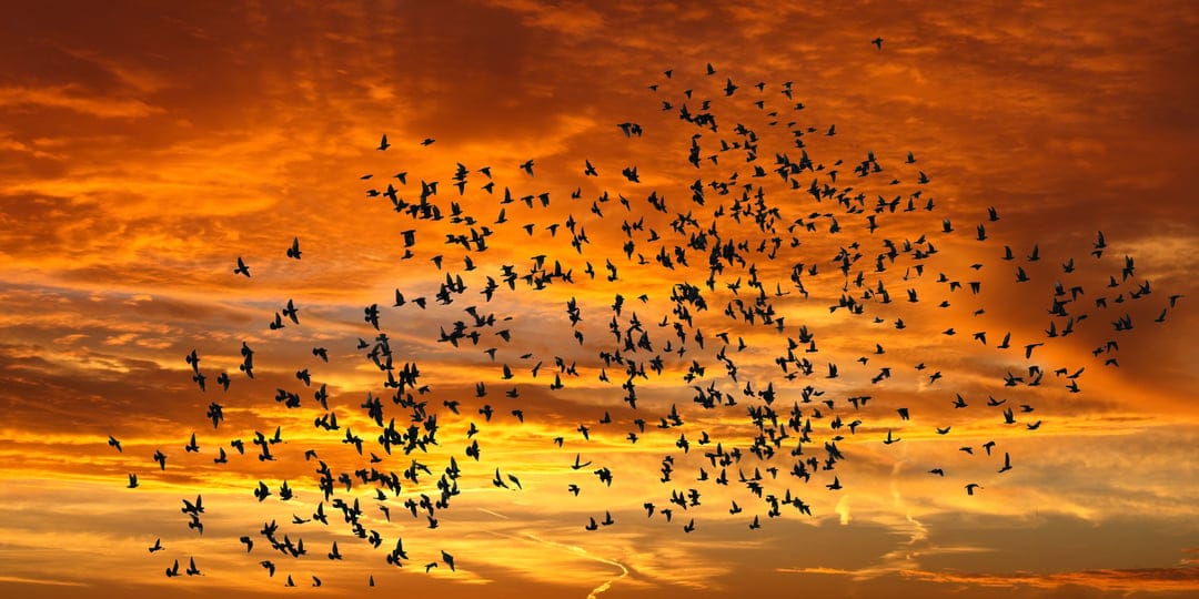 Bird silhouettes fly across a vibrant orange and red sunset sky with dramatic, dark cloud formations overhead.