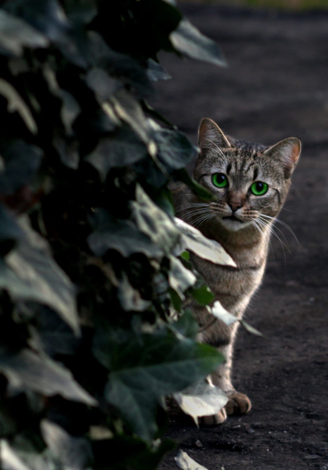 Tabby cat with green eyes peeks through dense garden foliage in a sharp, high-detail vertical portrait.