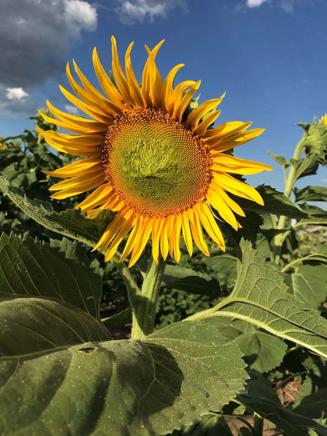 Bright yellow sunflower in close-up with yellow petals and a dark center against a clear blue summer sky.