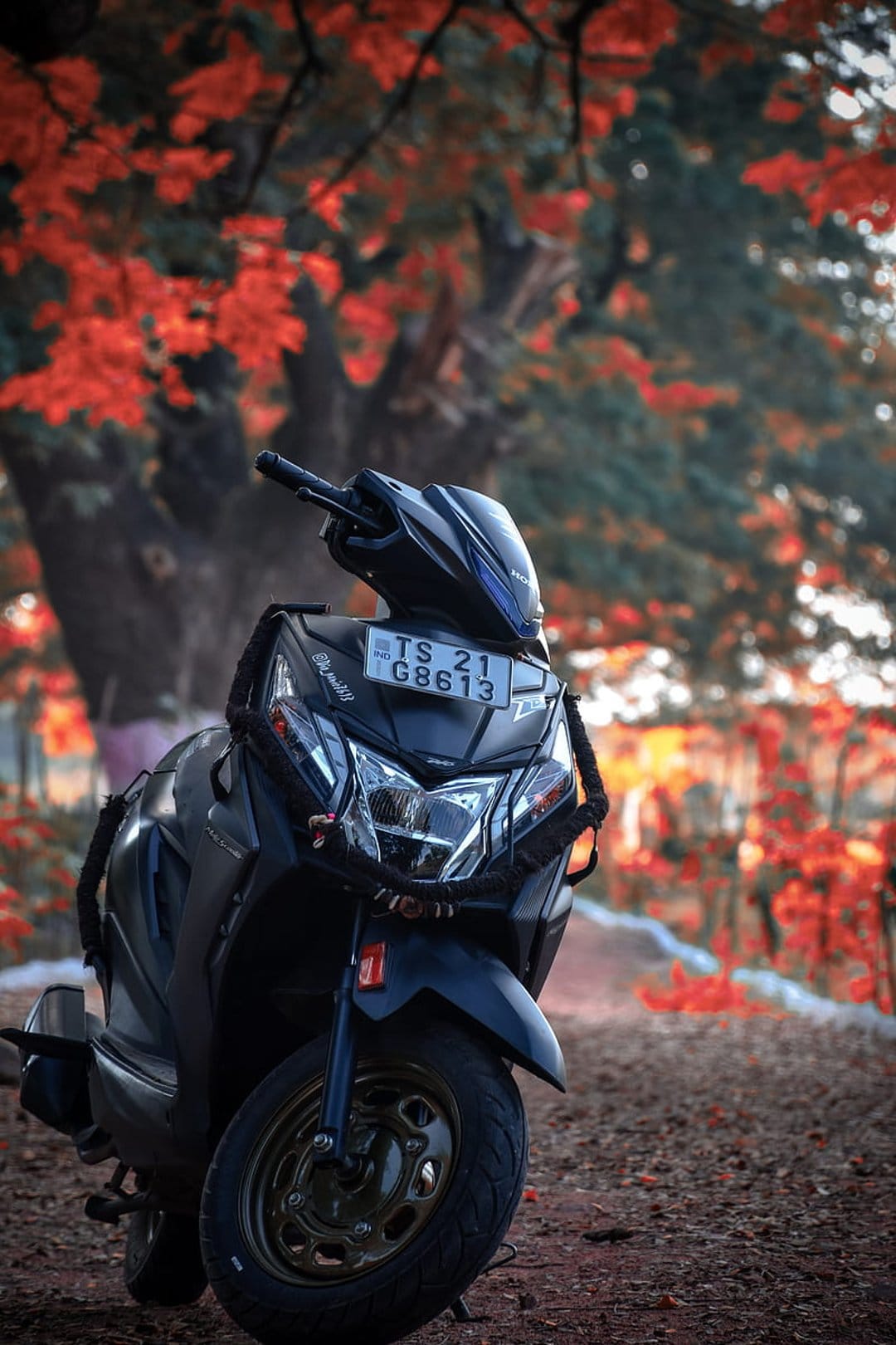 Black Honda Dio scooter parked beside bright red and orange autumn foliage under soft natural light.