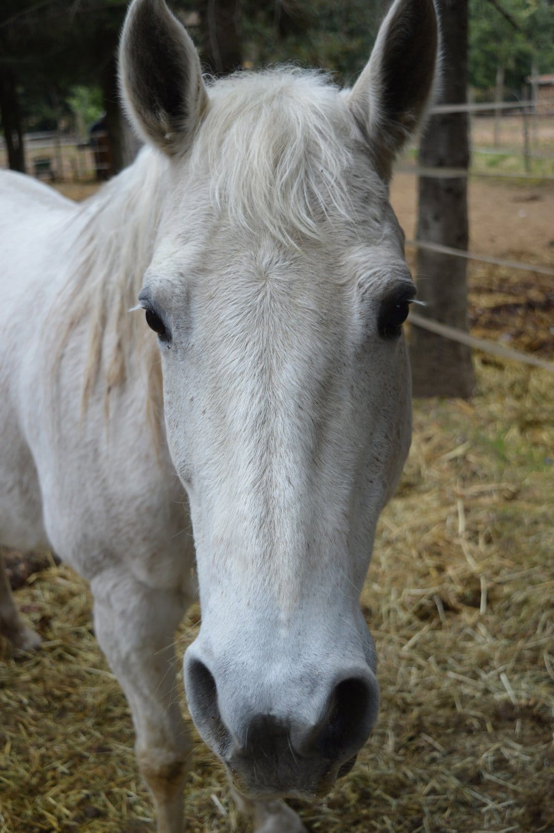 White horse face with dark eyes and large ears stands in a stable with hay on the ground and trees behind.