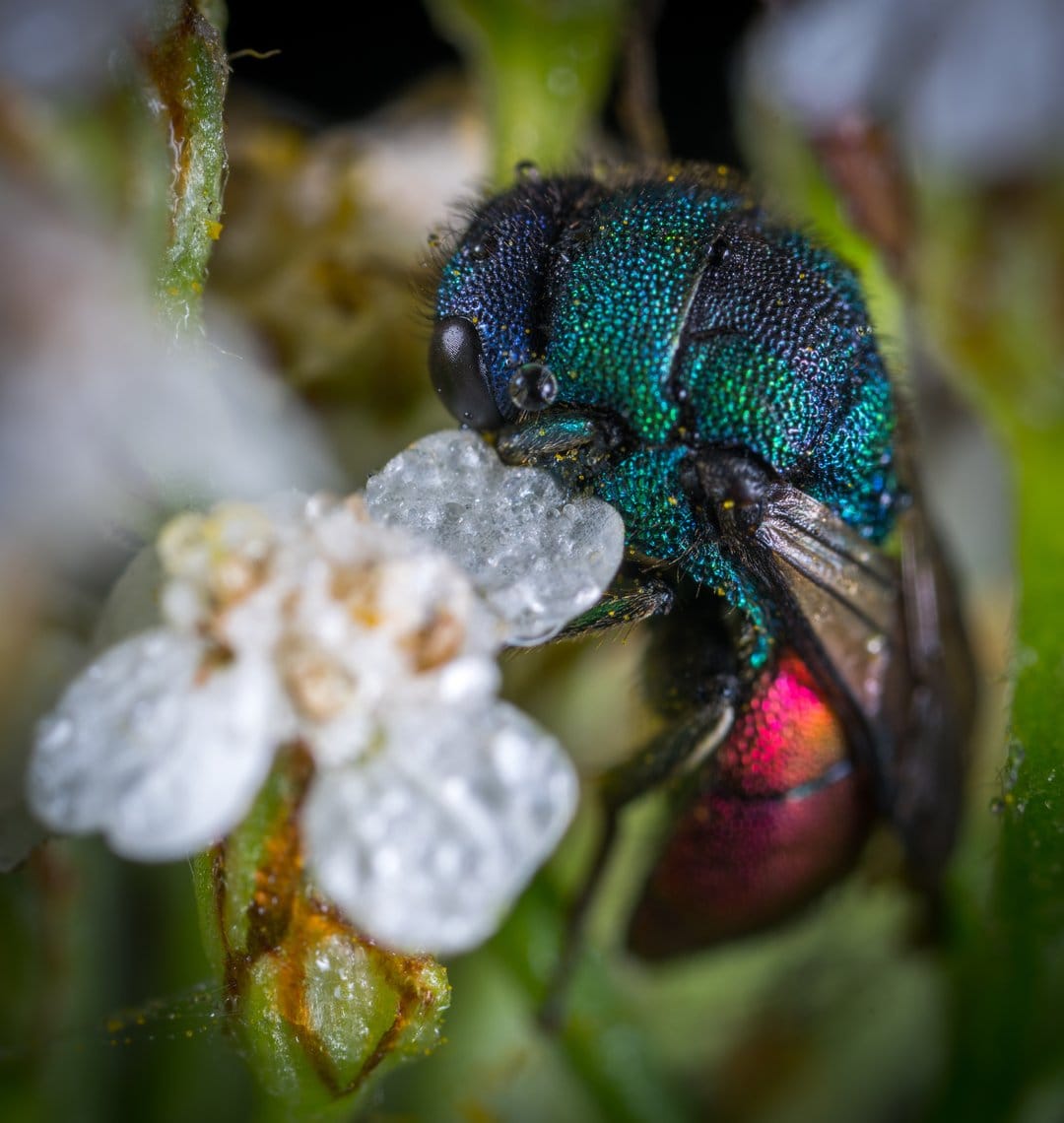Metallic green cuckoo wasp perched on white flower petals with tiny dew droplets and a blurred green background.
