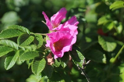 Pink wild rose blooms with soft petals and yellow stamens nestled among vibrant green leaves in sunlight.