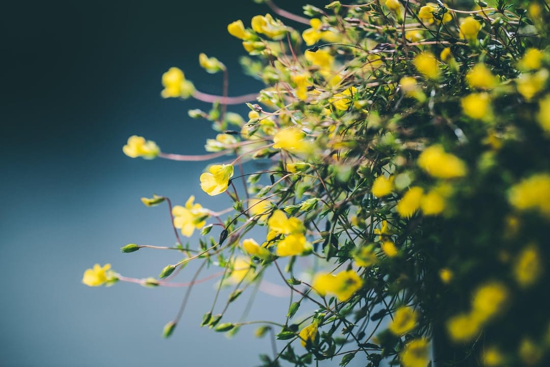 Yellow flowers with delicate petals and green stems stand out against a blurred light blue background in sunlight.