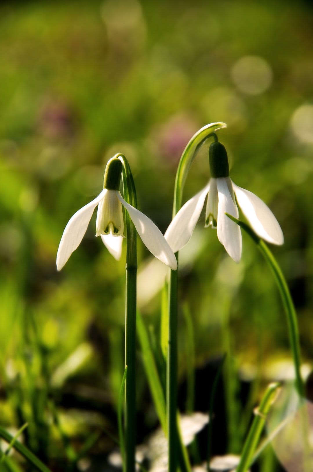 Two white snowdrop flowers hang delicately in a sunlit meadow against a soft green and purple bokeh backdrop.