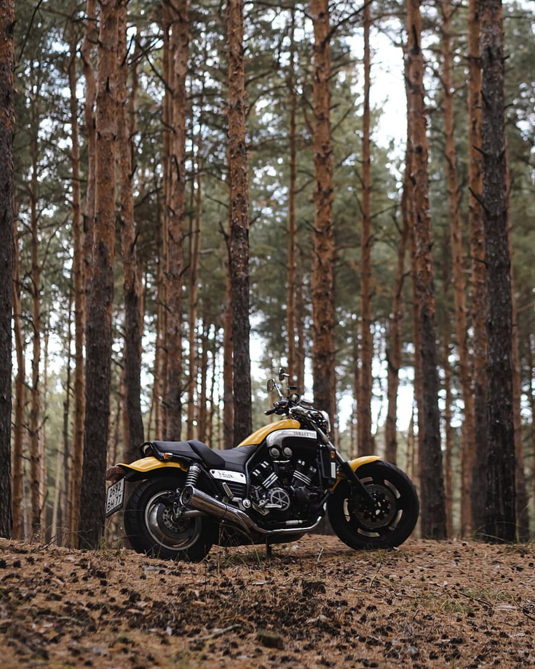 Yellow and black Yamaha VMAX motorcycle parked on a forest floor covered in brown pine needles and cones.