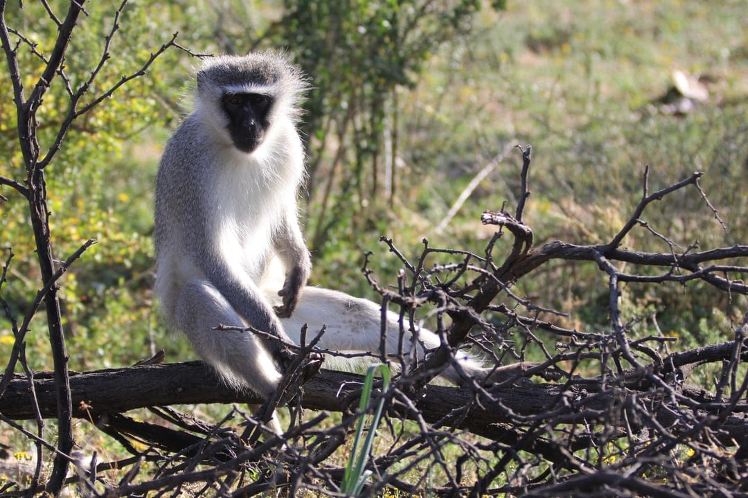 Vervet monkey with gray fur and a black face sits on a weathered branch among dry African savanna brush.