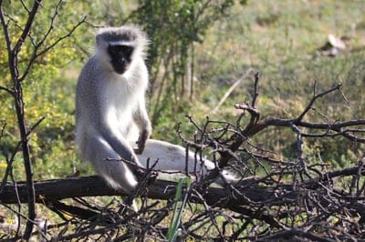 blue,monkey,wildlife,South Africa,HD wallpaper,safari,wild,look,eyes,hair,beautiful wallpaper,face,lips,sit,branch,man,nature,relaxed,animals,free background