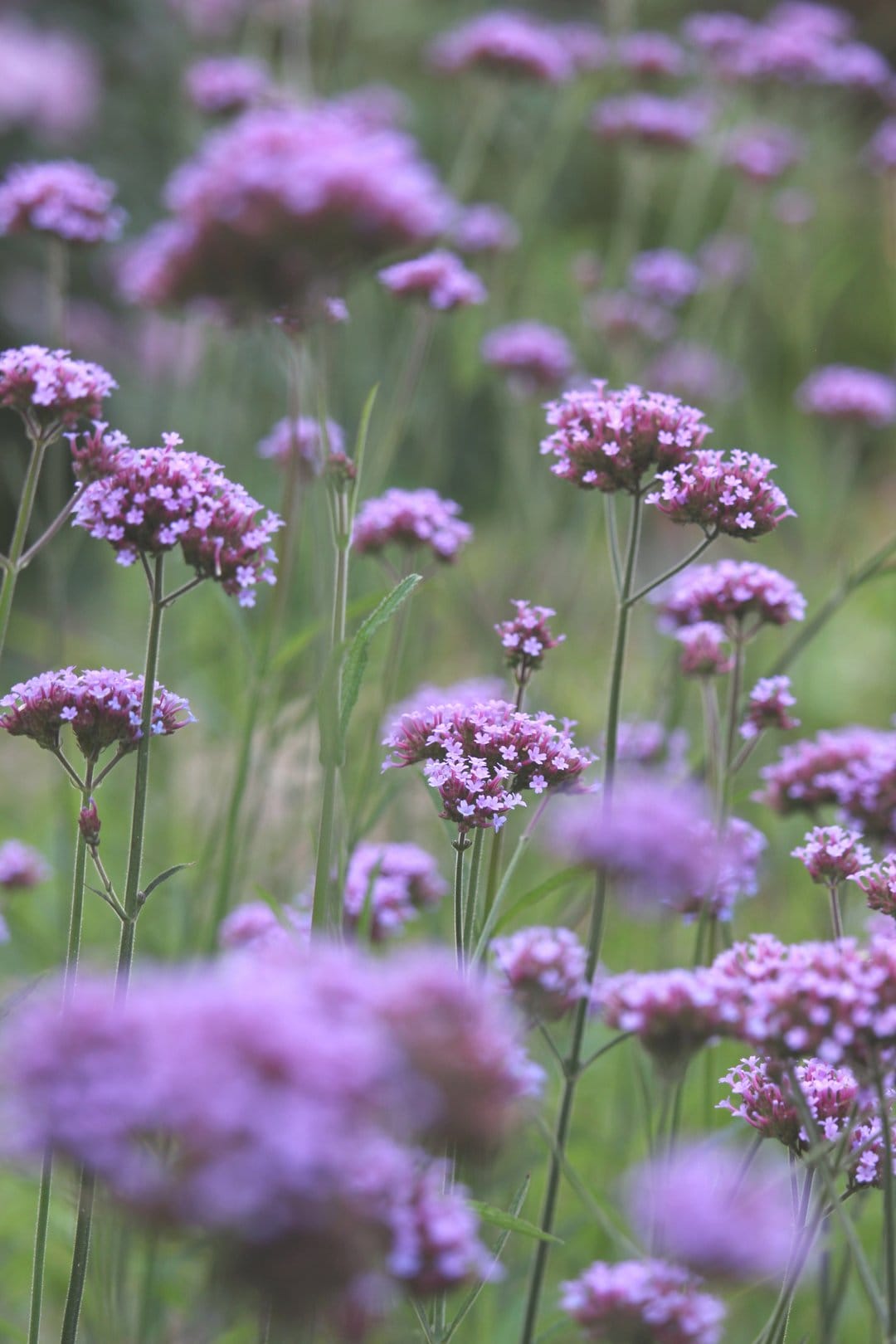 Purple Verbena bonariensis flowers bloom in a soft-focus field with slender green stems and a hazy bokeh background.