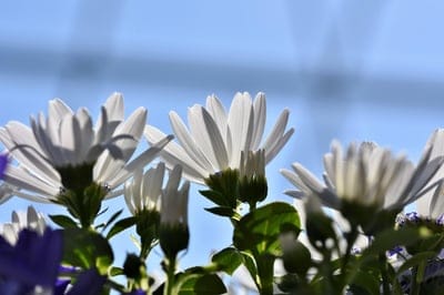 White daisy flowers with yellow centers reach toward a blue sky with sun-drenched petals and soft purple blooms.