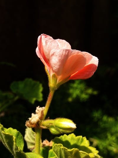 Pink geranium petals unfurl beside a closed bud under soft light against a dark, out-of-focus leaf background.