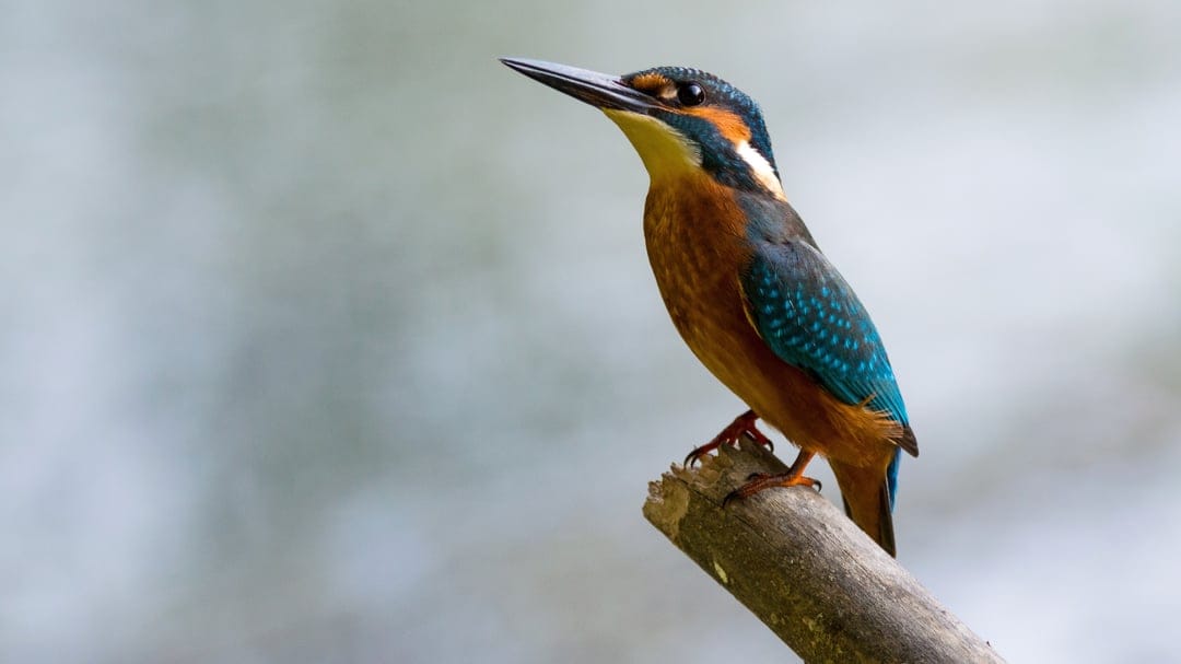 Common kingfisher with bright blue feathers and orange chest perches on a twig over blurred blue and green water.