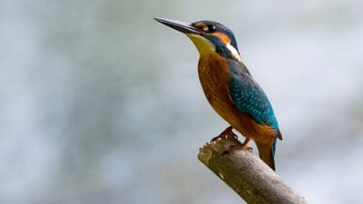 Bird wallpaper,wild wallpaper,Bird background,Bird,Bird natural photo