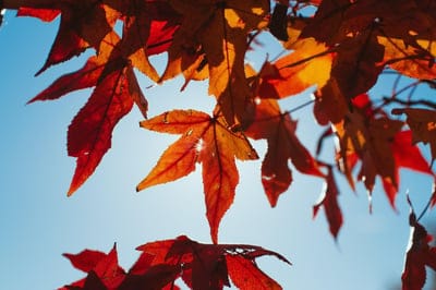 leaves,beautiful wallpaper,cool backgrounds,HD wallpaper,desktop backgrounds,fall,wallpaper 4k,tree,4k wallpaper,4k wallpaper,Mac wallpaper,nature,season,full HD wallpaper,free background,free wallpaper,wallpaper HD,red,Windows wallpaper,glitter