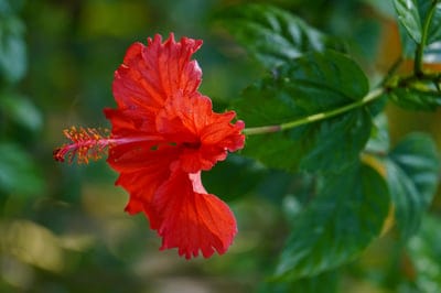 Crimson hibiscus bloom showing textured petals and a central stamen over a soft focus emerald foliage backdrop.