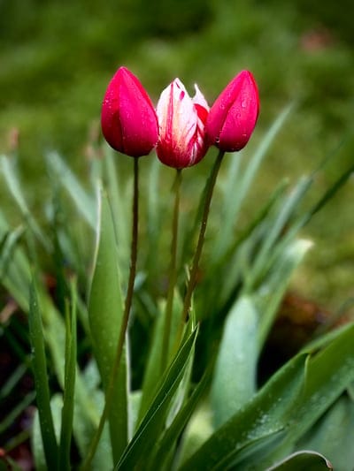 Three blooming tulips with water droplets on their pink and striped petals against a soft green garden background.