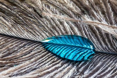 ostrich feather,4K wallpaper,desktop backgrounds,drops,beautiful wallpaper,HD wallpaper,free background,feather,full HD wallpaper,close up,laptop wallpaper,4K wallpaper,Mac wallpaper,macro,wallpaper HD,background,cool backgrounds,Windows wallpaper,wallpap