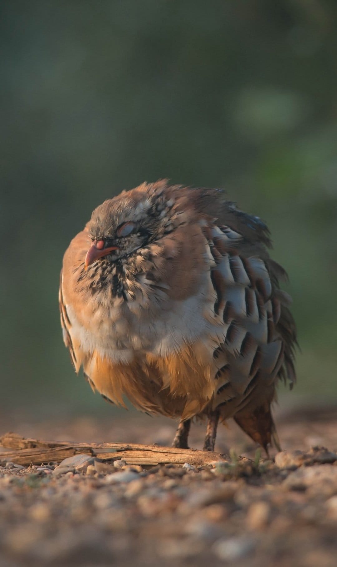 Red-legged partridge sleeping on pebbles with closed eyes, showing detailed rust and cream feathers in soft light.