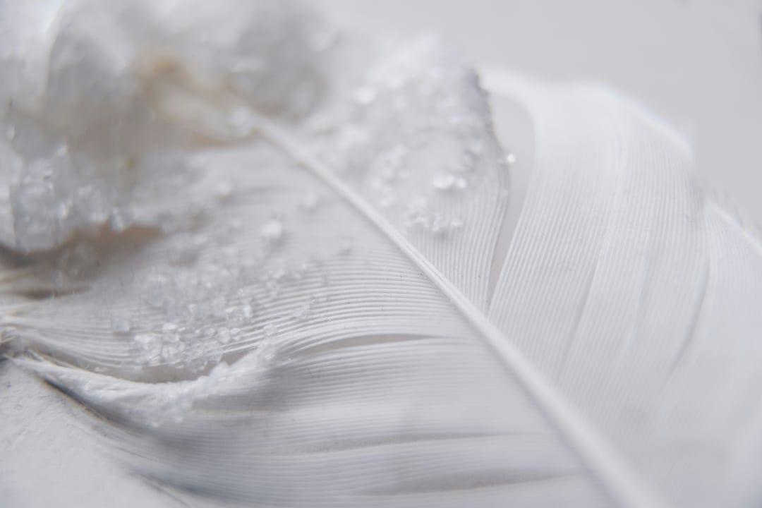White feather barbs hold tiny sparkling water droplets with a soft blurred background in a close-up macro view.